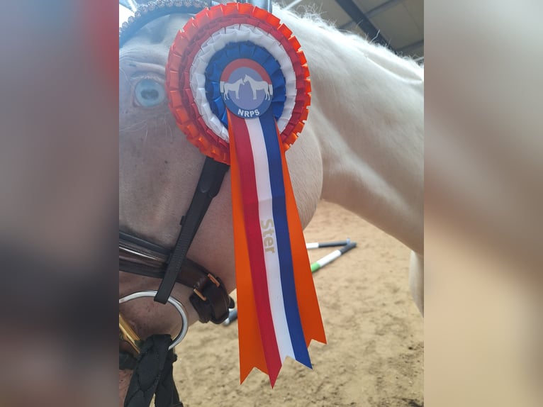 Friesen Hengst 3 Jahre 165 cm Rappe in Wapse