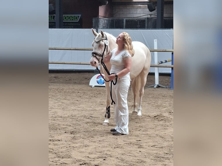 Friesen Hengst 3 Jahre 165 cm Rappe in Wapse