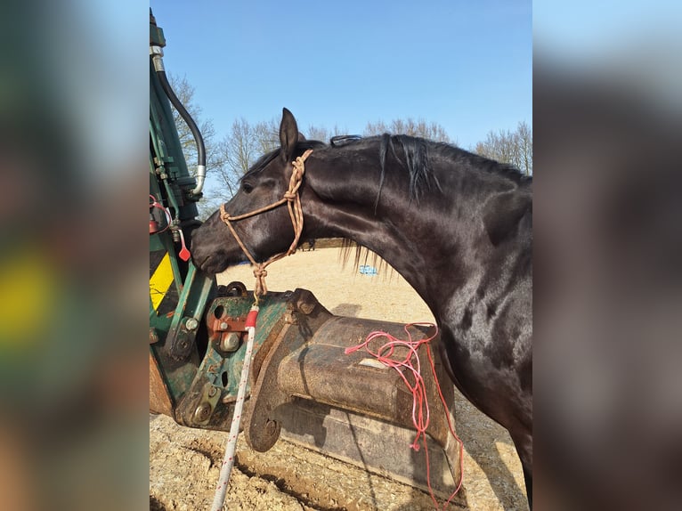 Friesen Hengst 3 Jahre 165 cm Rappe in Wapse