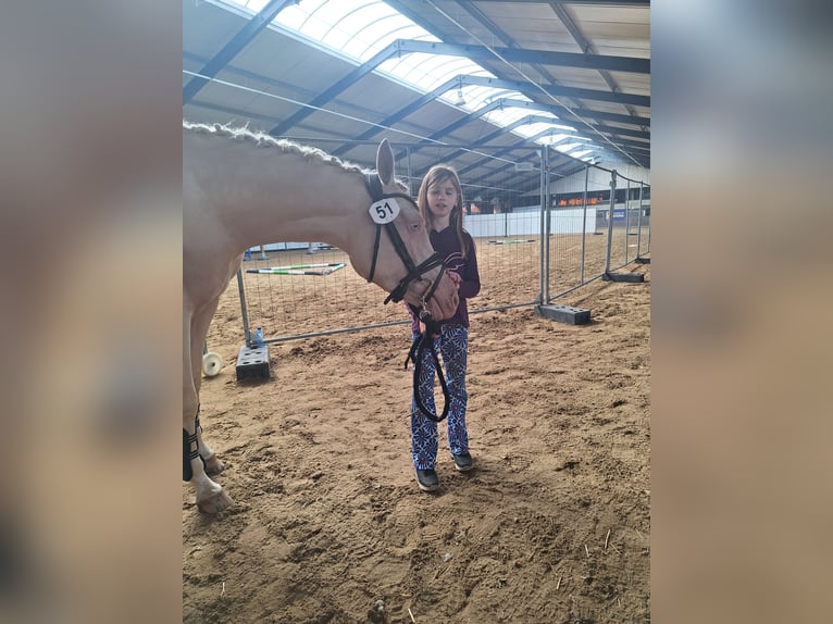 Friesen Hengst 3 Jahre 165 cm Rappe in Wapse