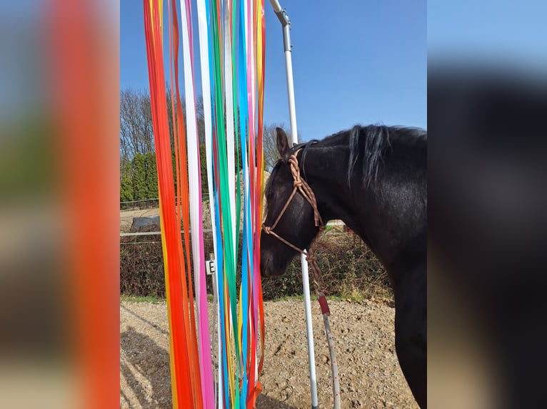 Friesen Hengst 3 Jahre 165 cm Rappe in Wapse