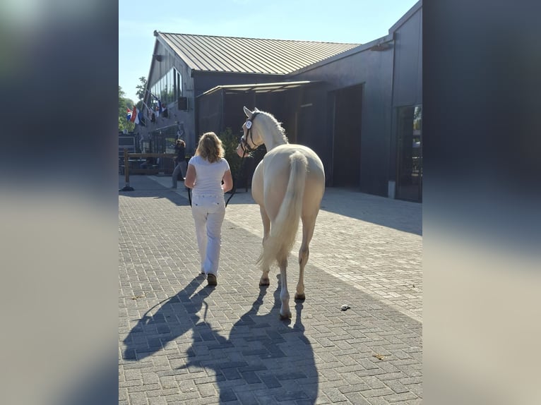 Friesen Hengst 3 Jahre 165 cm Rappe in Wapse