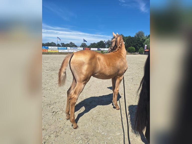 Friesen Hengst 3 Jahre 165 cm Rappe in Wapse