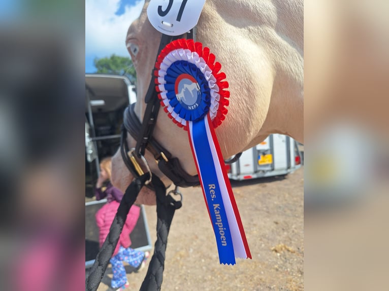 Friesen Hengst 3 Jahre 165 cm Rappe in Wapse