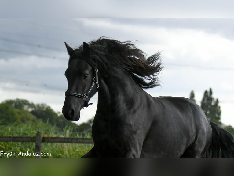 Friesen Hengst 3 Jahre 165 cm Rappe in Mijnsheerenland