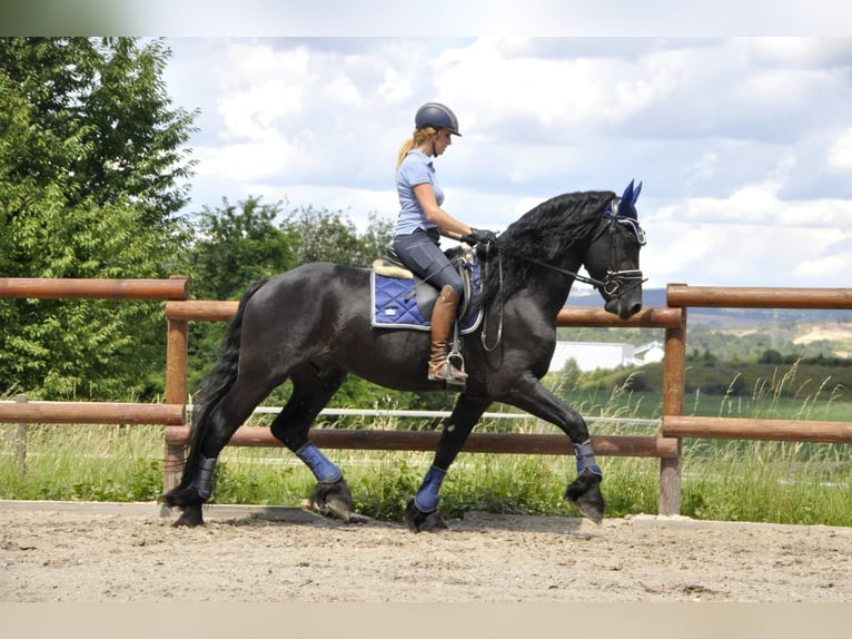 Friesen Hengst 3 Jahre 166 cm Rappe in Ochtendung