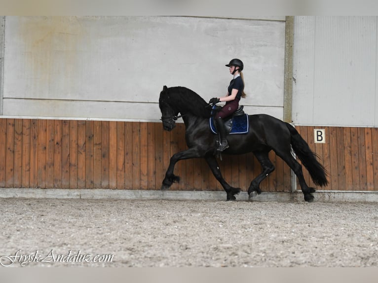 Friesen Hengst 3 Jahre 166 cm Rappe in Mijnsheerenland