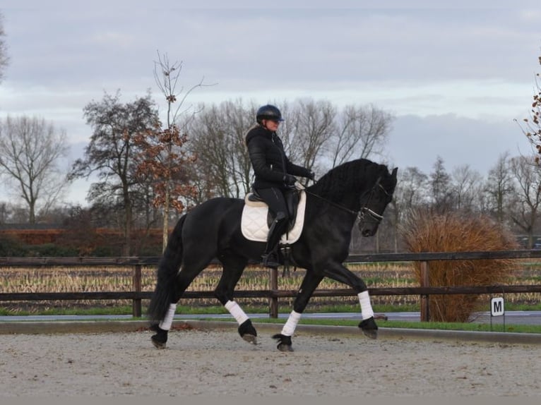 Friesen Hengst 3 Jahre 167 cm Rappe in Lunteren