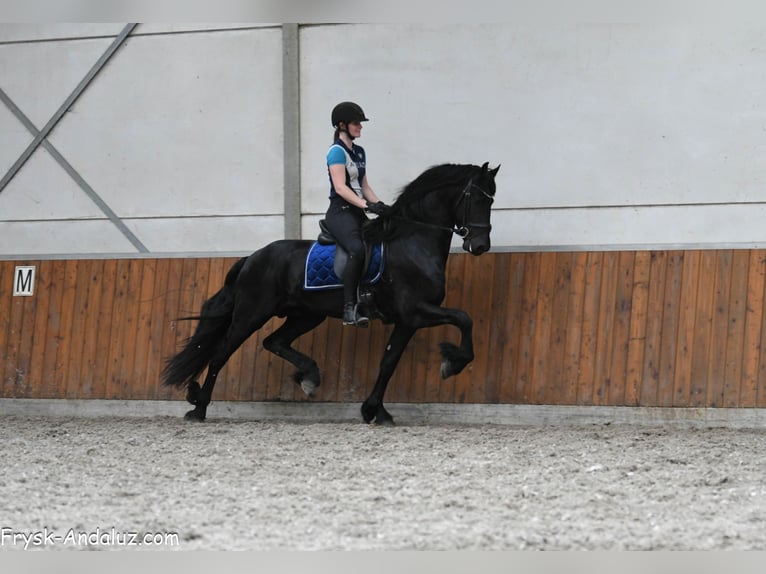Friesen Hengst 3 Jahre 167 cm Rappe in Mijnsheerenland