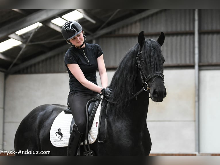 Friesen Hengst 3 Jahre 167 cm Rappe in Mijnsheerenland