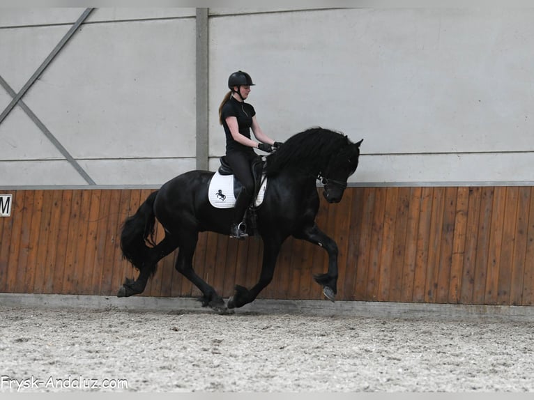 Friesen Hengst 3 Jahre 167 cm Rappe in Mijnsheerenland