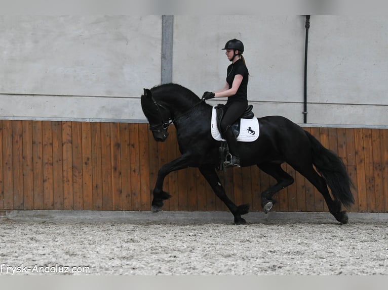 Friesen Hengst 3 Jahre 167 cm Rappe in Mijnsheerenland