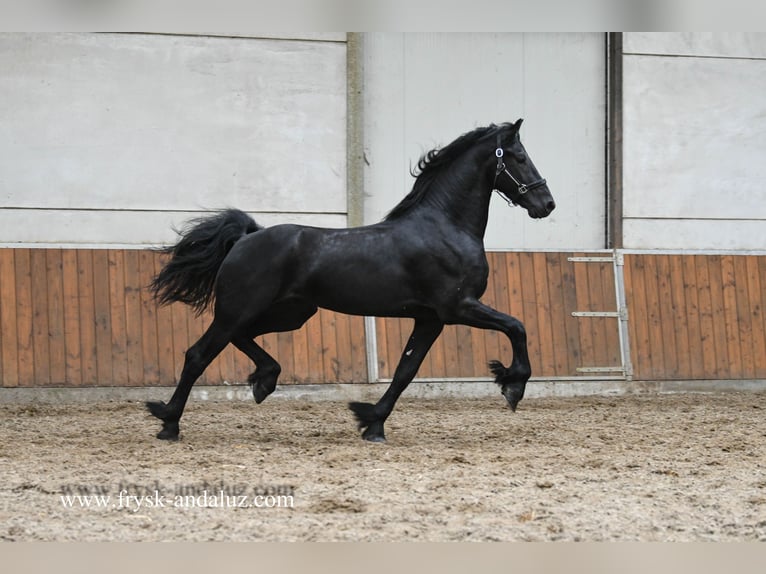 Friesen Hengst 3 Jahre 167 cm Rappe in Mijnsheerenland