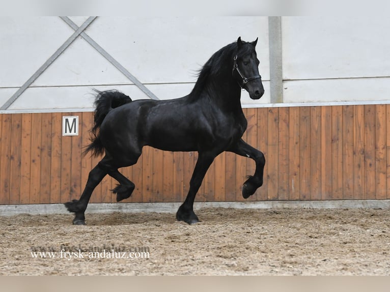 Friesen Hengst 3 Jahre 167 cm Rappe in Mijnsheerenland