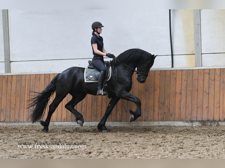 Friesen Hengst 3 Jahre 167 cm Rappe in Mijnsheerenland