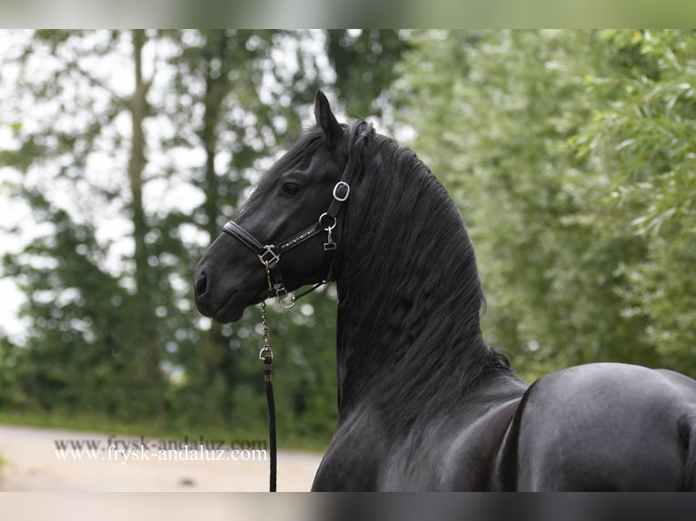 Friesen Hengst 3 Jahre 167 cm Rappe in Mijnsheerenland