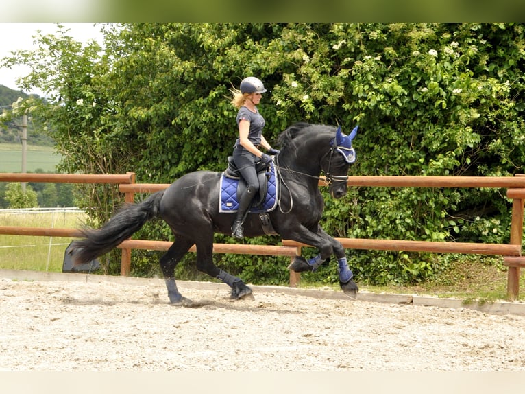 Friesen Hengst 3 Jahre 167 cm Rappe in Ochtendung