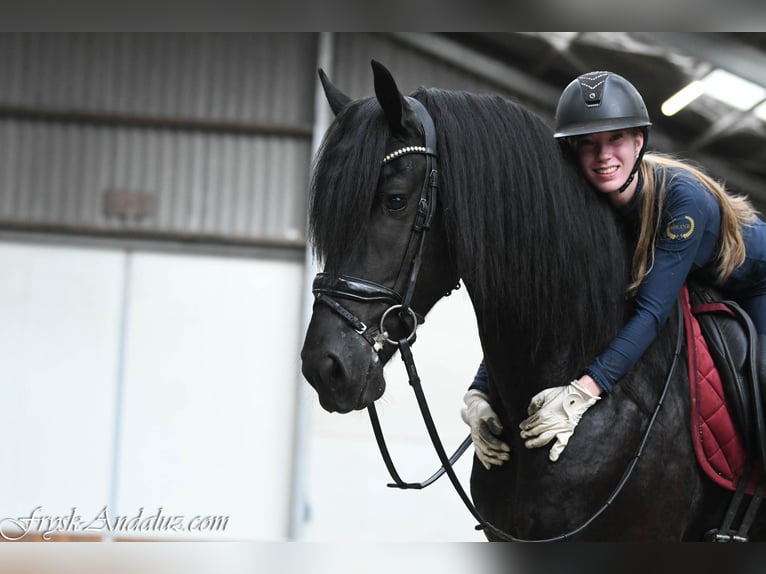 Friesen Hengst 3 Jahre 168 cm Rappe in Mijnsheerenland