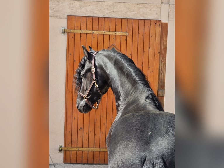 Friesen Hengst 3 Jahre 168 cm Rappe in Ochtendung