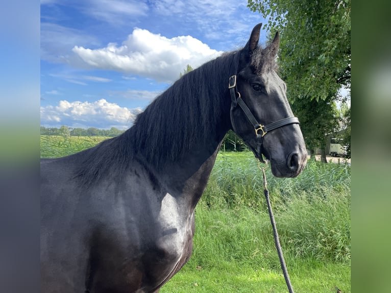 Friesen Hengst 3 Jahre 168 cm Rappe in Spijk