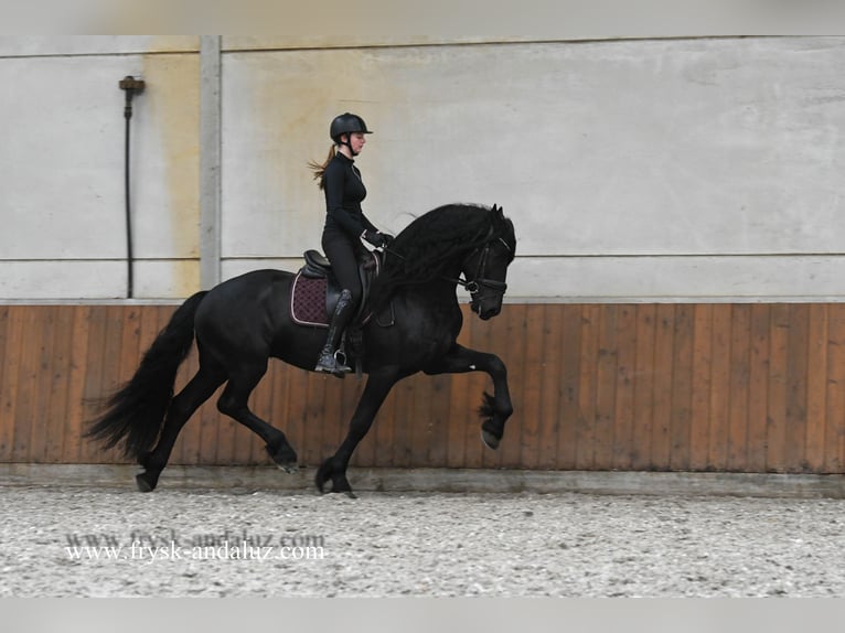 Friesen Hengst 3 Jahre 170 cm Rappe in Mijnsheerenland