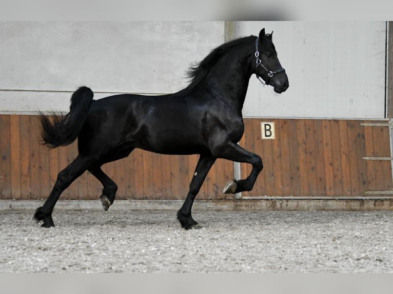 Friesen Hengst 3 Jahre 170 cm Rappe in Mijnsheerenland