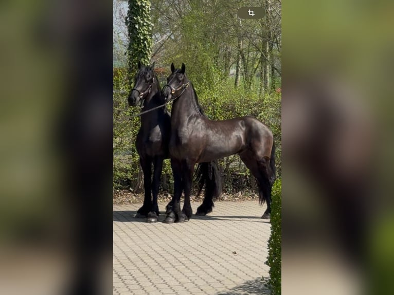 Friesen Hengst 3 Jahre 172 cm  in Budapest