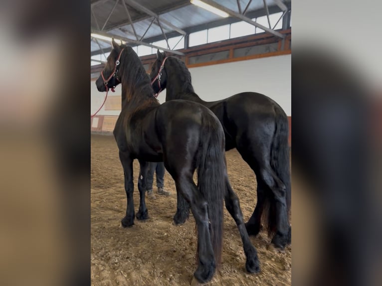 Friesen Hengst 3 Jahre  in München