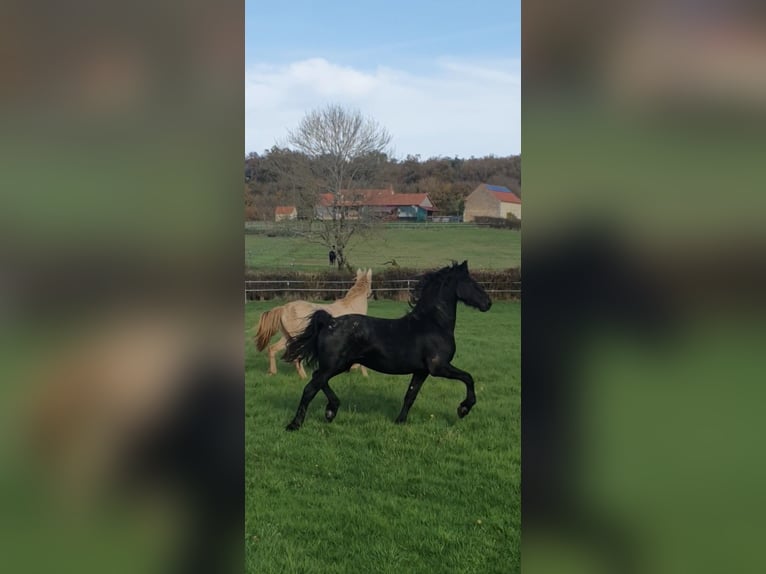 Friesen Hengst 3 Jahre Rappe in Thevet Saint Julien