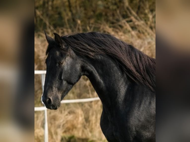 Friesen Hengst 3 Jahre Rappe in Thevet Saint Julien