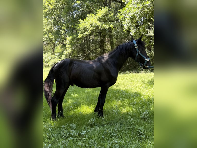 Friesen Hengst 3 Jahre Rappe in Saint-Étienne