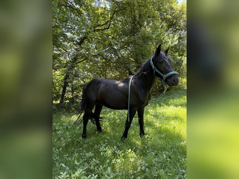 Friesen Hengst 3 Jahre Rappe in Saint-Étienne