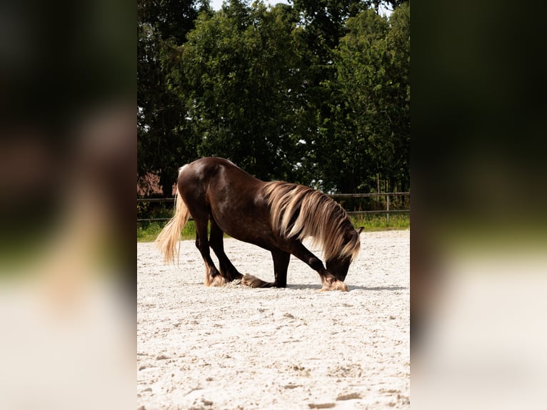 Friesen Hengst 4 Jahre 160 cm Dunkelfuchs in GUERLEDAN