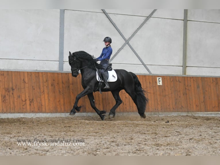 Friesen Hengst 4 Jahre 160 cm Rappe in Mijnsheerenland