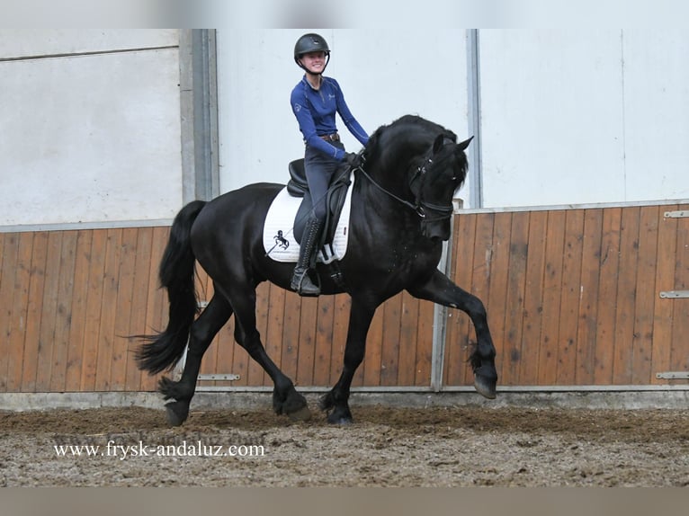 Friesen Hengst 4 Jahre 160 cm Rappe in Mijnsheerenland