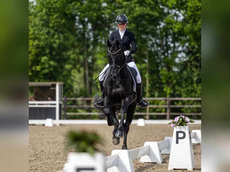 Friesen Hengst 4 Jahre 163 cm Rappe in Aalsmeer