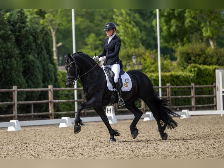 Friesen Hengst 4 Jahre 163 cm Rappe in Aalsmeer