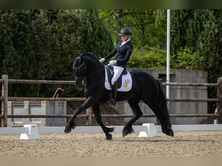 Friesen Hengst 4 Jahre 163 cm Rappe in Aalsmeer