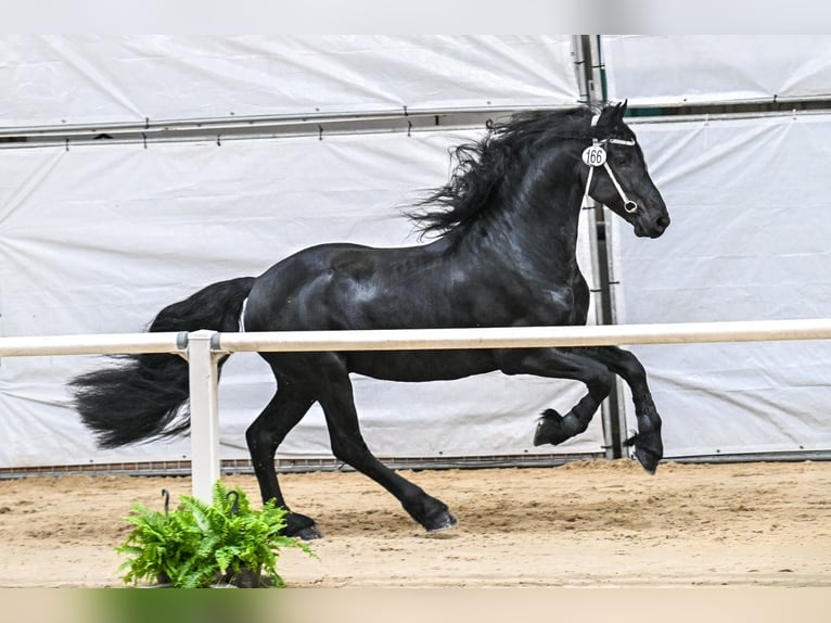Friesen Hengst 4 Jahre 163 cm Rappe in Ternaard