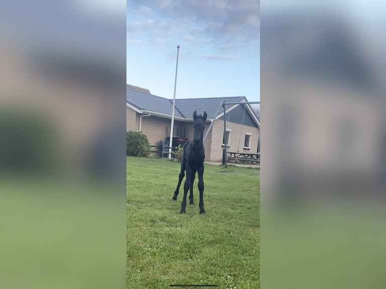 Friesen Hengst 4 Jahre 163 cm Rappe in Ternaard