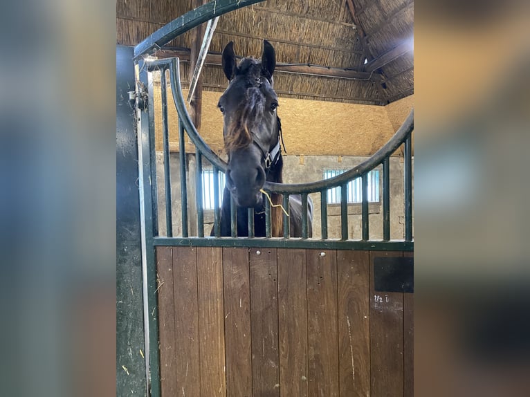 Friesen Hengst 4 Jahre 163 cm Rappe in Ternaard