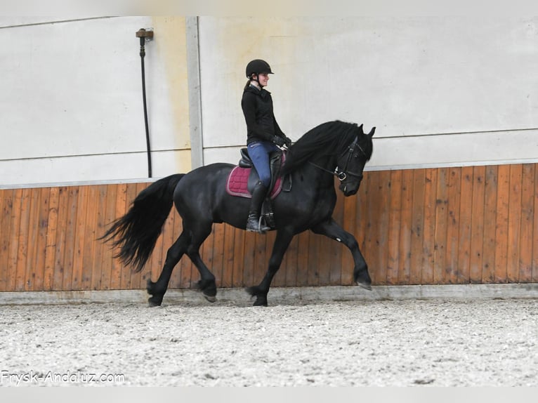 Friesen Hengst 4 Jahre 163 cm Rappe in Mijnsheerenland