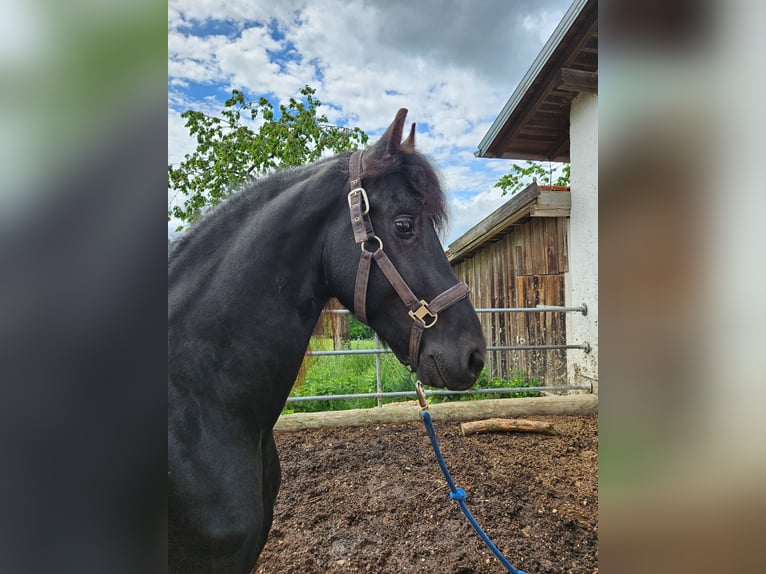 Friesen Hengst 4 Jahre 163 cm Rappe in Pleiskirchen