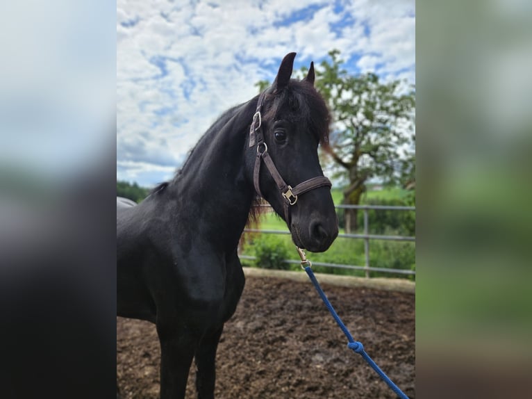 Friesen Hengst 4 Jahre 163 cm Rappe in Pleiskirchen