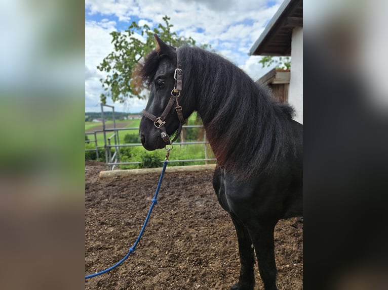 Friesen Hengst 4 Jahre 163 cm Rappe in Pleiskirchen