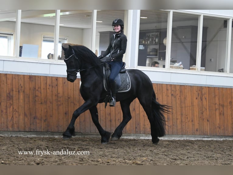 Friesen Hengst 4 Jahre 164 cm Rappe in Mijnsheerenland