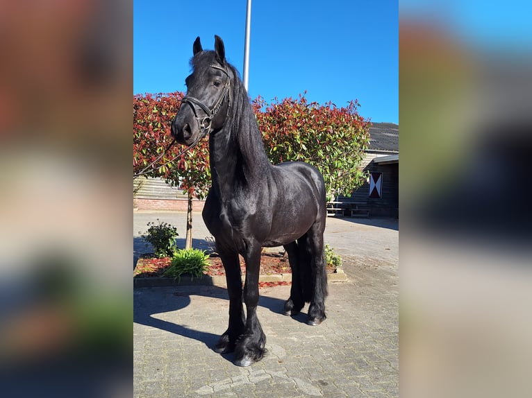 Friesen Hengst 4 Jahre 165 cm in Dalen