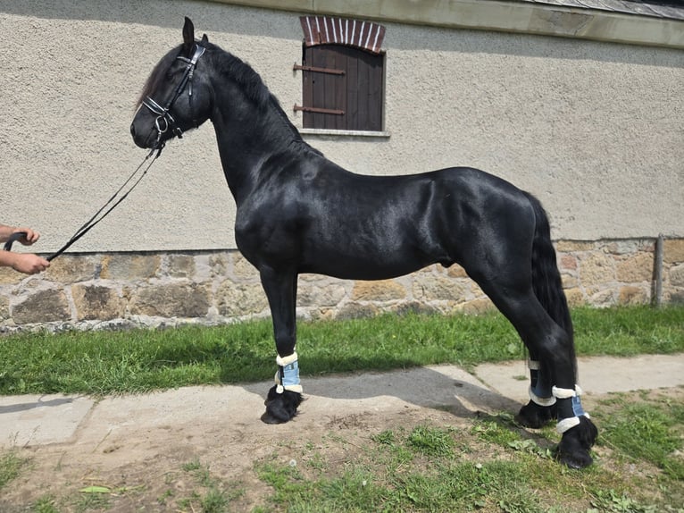 Friesen Hengst 4 Jahre 165 cm Rappe in Lengenfeld
