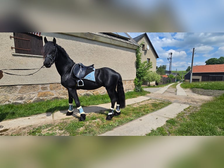 Friesen Hengst 4 Jahre 165 cm Rappe in Lengenfeld