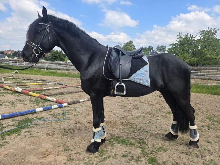 Friesen Hengst 4 Jahre 165 cm Rappe in Lengenfeld